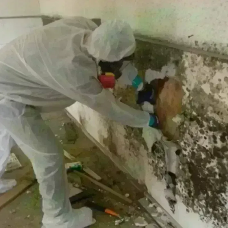 Mold Remediation and Removal in Willow Valley, AZ